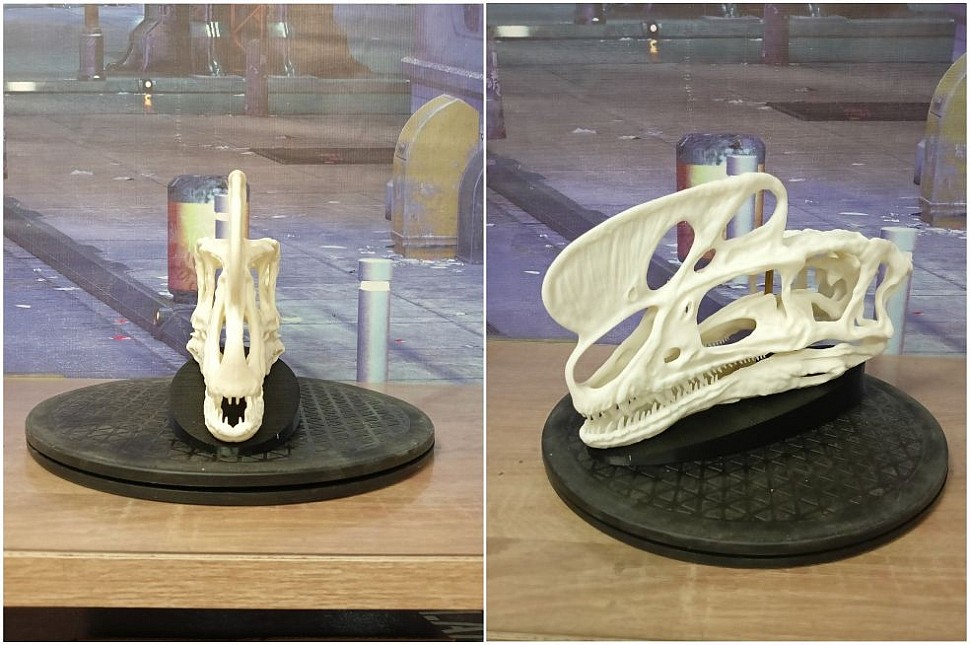 Череп процератозавра 28,5 см в длину